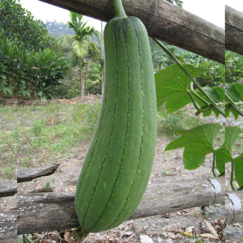 Sponge Gourd Seeds (Hybrid)