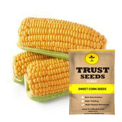 Corn - KidsGardening