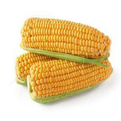 Sweet corn seeds (Hybrid)