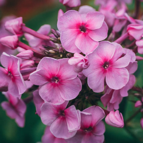 Verbena Seeds (OP)