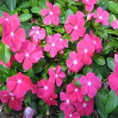 Vinca pink seeds (OP)