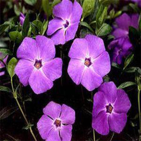 Vinca purple seeds (Hybrid)