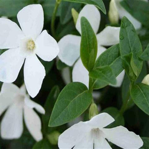 Vinca white seeds (Hybrid)