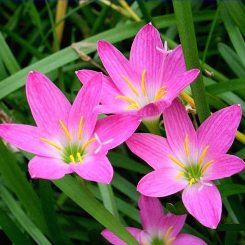 Zephyranthes Flower Bulbs (Set of 5)