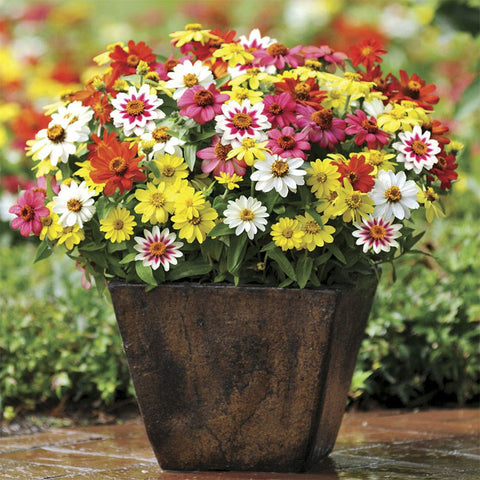 Zinia mixed seeds (OP)