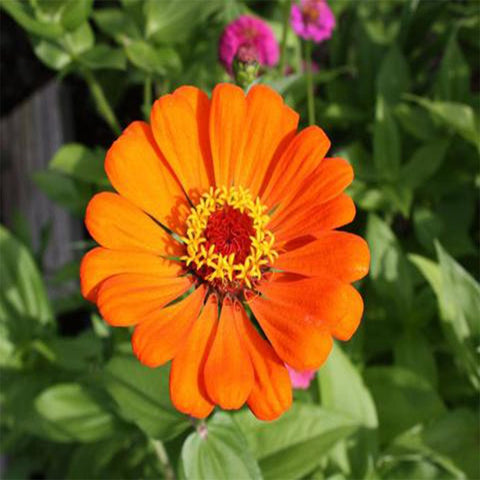 Zinia orange seeds (Hybrid)