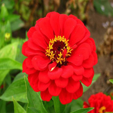 Zinia red seeds (OP)