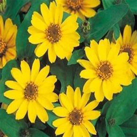 Zinia yellow seeds (Hybrid)