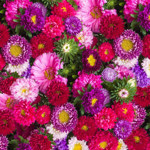 Aster mixed seeds  (Open Pollinated)