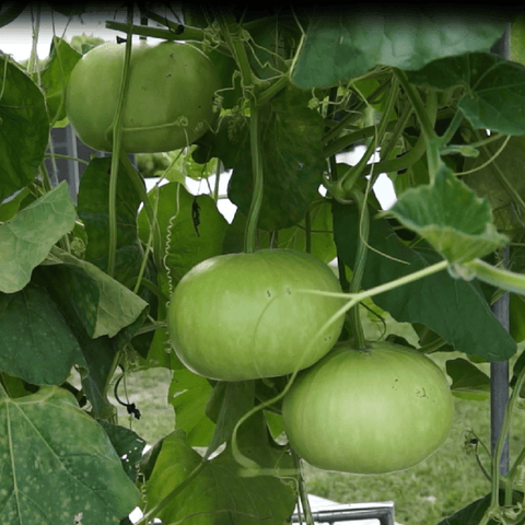 Bottle gourd round seeds (Hybrid)