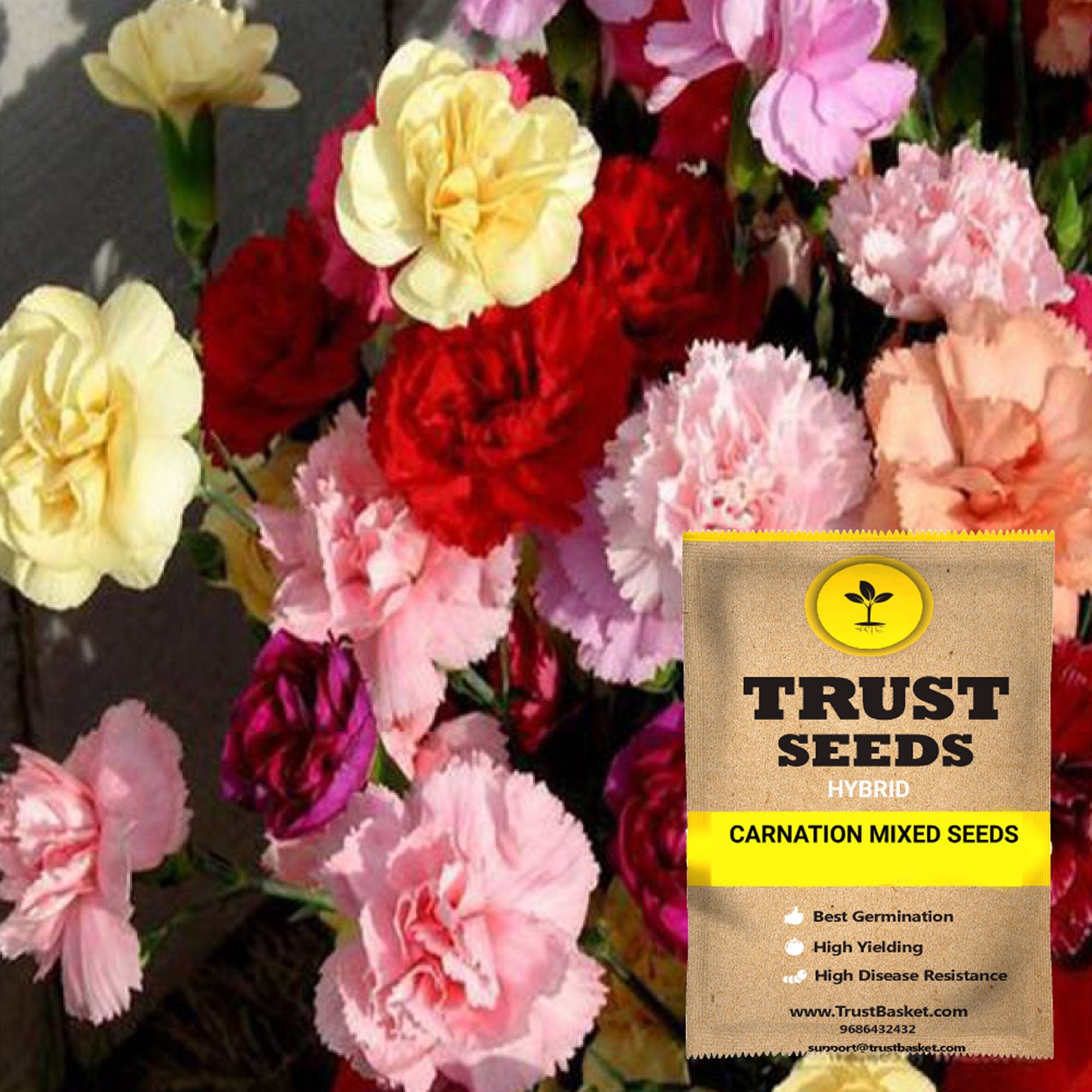 carnation flower seeds sale