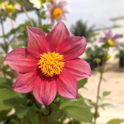 Dahlia mixed seeds (Open Pollinated)