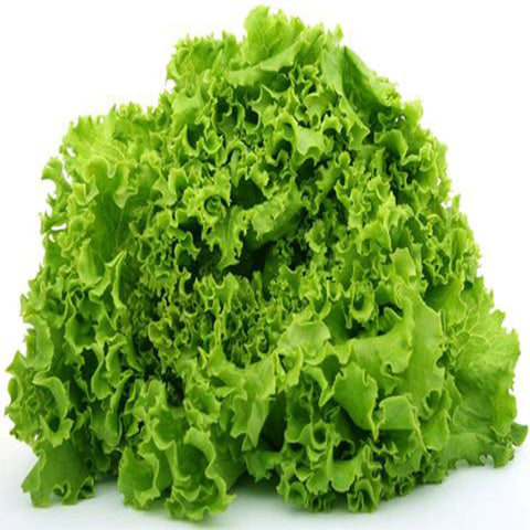 Lettuce seeds (Hybrid)