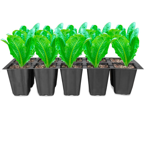 TrustBasket 10 cavity Seedling cup (pack of 10)