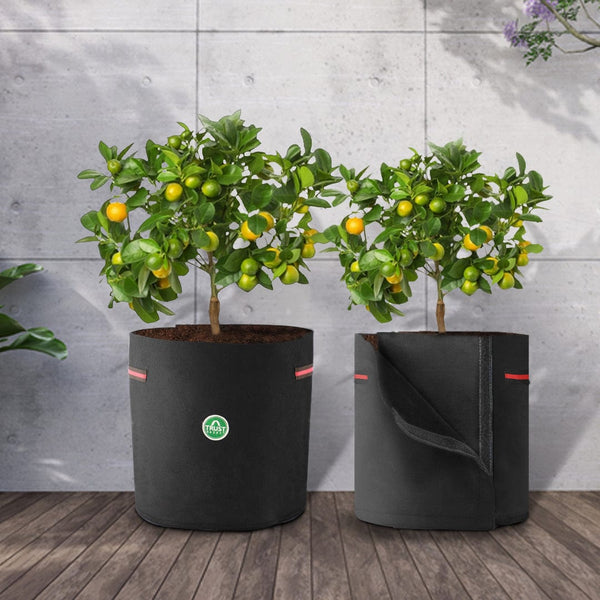 Plant transplanting Felt Grow Bag – TrustBasket