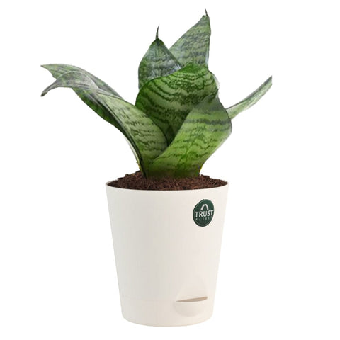 Snake Plant with Attractive Self Watering Pot (Assorted color pot)