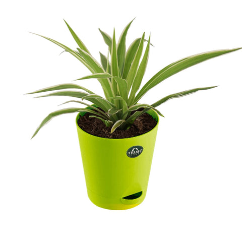 Snake plant and Spider plant with Attractive Self Watering Pot (Assorted color pot)