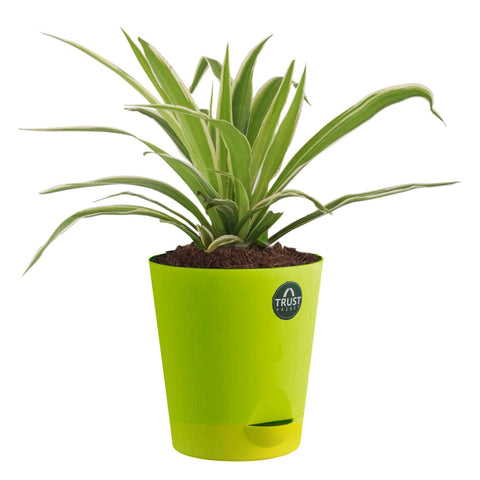 Spider plant and Syngonium with Attractive Self Watering Pot (Assorted color pot)