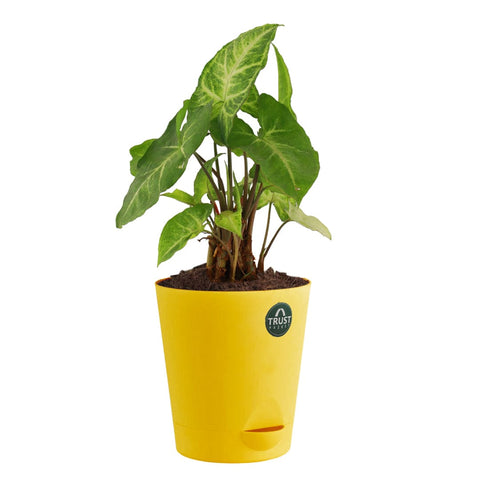 Peace lily and Syngonium with Attractive Self Watering Pot (Assorted color pot)